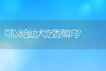 可以给幼犬吃香蕉吗?