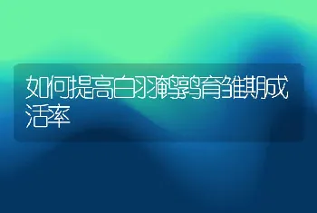 如何提高白羽鹌鹑育雏期成活率