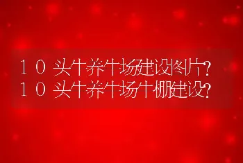 10头牛养牛场建设图片？10头牛养牛场牛棚建设？