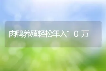 肉鸭养殖轻松年入10万