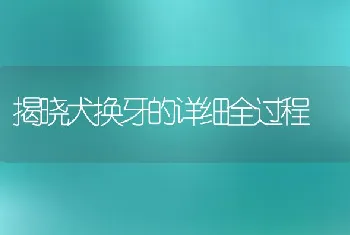 揭晓犬换牙的详细全过程