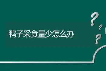 鸭子采食量少怎么办