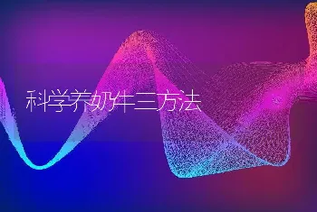 科学养奶牛三方法