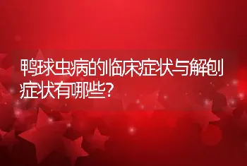 鸭球虫病的临床症状与解刨症状有哪些？