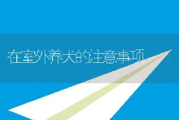 在室外养犬的注意事项