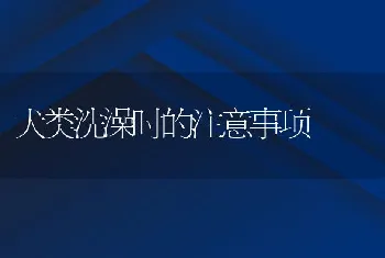 犬类洗澡时的注意事项