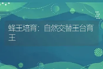 蜂王培育：自然交替王台育王