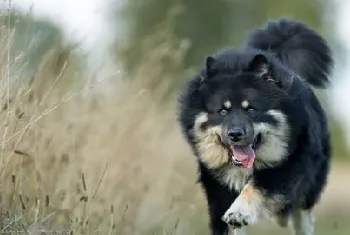 芬兰拉普猎犬好养吗 芬兰拉普猎犬饲养经验分享