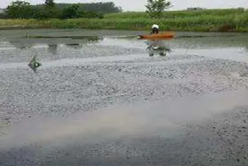 梅雨季节养殖塘该怎么管理