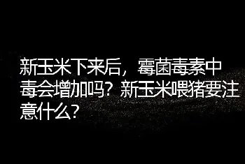 新玉米下来后，霉菌毒素中毒会增加吗？新玉米喂猪要注意什么？