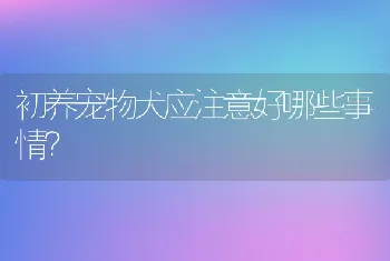 初养宠物犬应注意好哪些事情？