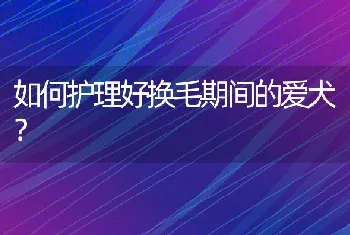 如何护理好换毛期间的爱犬？