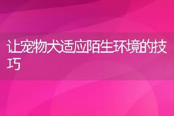 让宠物犬适应陌生环境的技巧