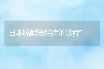 日本锦鲤溃烂病的诊疗1