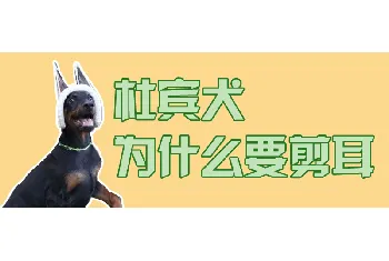 杜宾犬为什么要剪耳