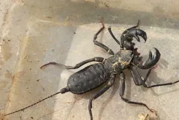 雷达蝎/鞭尾蝎资料介绍_雷达蝎/鞭尾蝎图片大全_雷达蝎/鞭尾蝎饲养方法