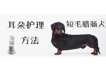 短毛腊肠犬耳朵护理方法