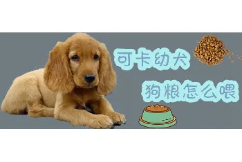 可卡幼犬狗粮怎么喂