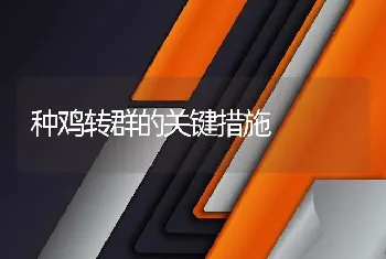 种鸡转群的关键措施