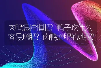 肉鸭怎样催肥?鸭子吃什么容易增肥?肉鸭增肥的妙招?