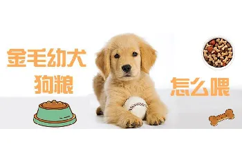 金毛幼犬狗粮怎么喂