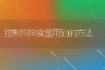 控制狗狗食量用到的方法