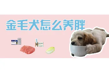 金毛犬怎么养胖