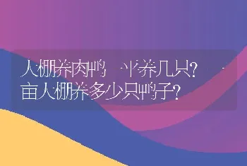 大棚养肉鸭一平养几只？一亩大棚养多少只鸭子？