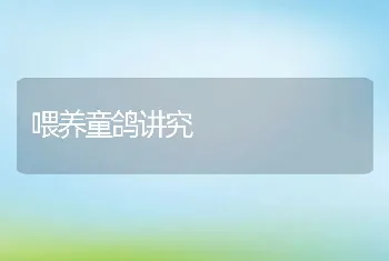 肉鸽繁殖通常要三抓