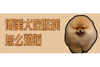 博美犬皮肤病怎么预防