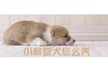 小柯基犬怎么养