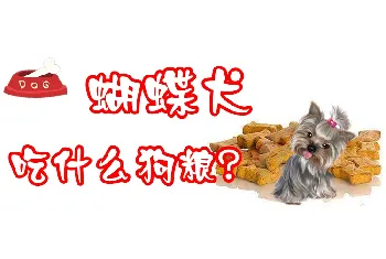 蝴蝶犬吃什么狗粮