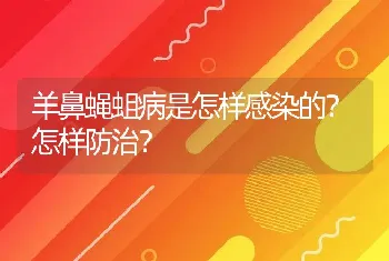 羊鼻蝇蛆病是怎样感染的？怎样防治？