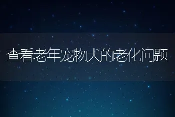 查看老年宠物犬的老化问题