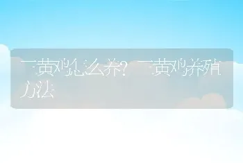 三黄鸡怎么养？三黄鸡养殖方法