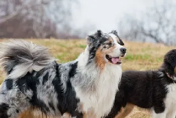 澳大利亚牧羊犬一天喂几次 成年犬每天最好喂2次