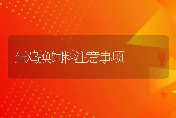 蛋鸡换饲料注意事项