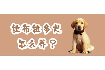 拉布拉多犬怎么养