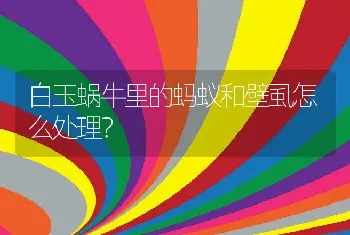 白玉蜗牛里的蚂蚁和壁虱怎么处理？