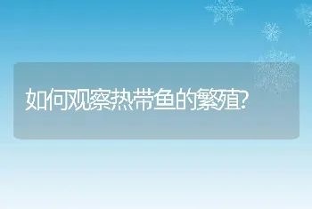 如何观察热带鱼的繁殖?