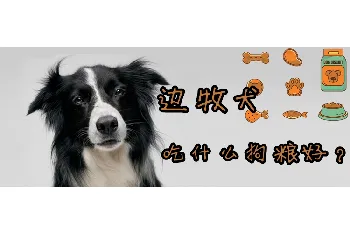 边牧犬吃什么狗粮好