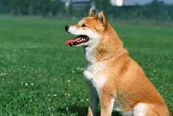 日本柴犬应该如何选购？