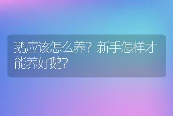 鹅应该怎么养？新手怎样才能养好鹅？