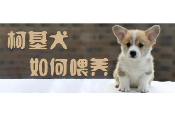 柯基犬如何喂养