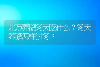 北方养鹅冬天吃什么？冬天养鹅怎样过冬？