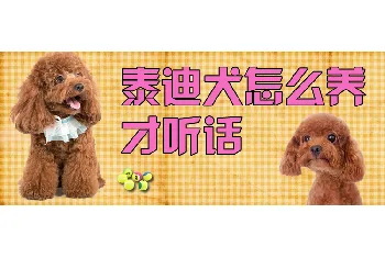 泰迪犬怎么养才听话