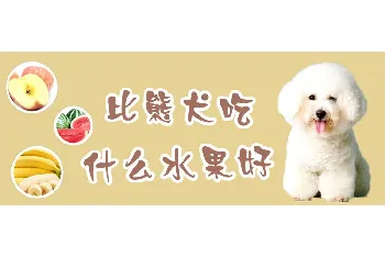 比熊犬吃什么水果好