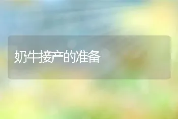 奶牛接产的准备