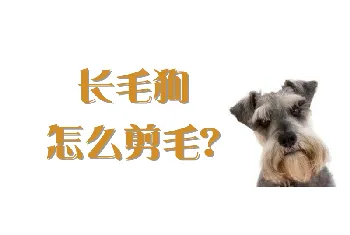 长毛狗怎么剪毛