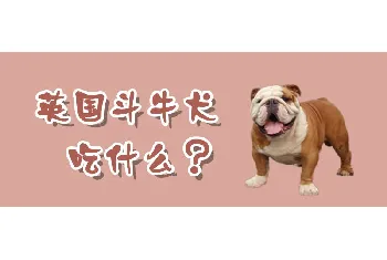 英国斗牛犬吃什么